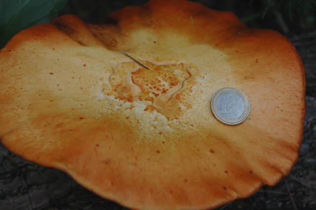 Gymnopilus spectabilis?